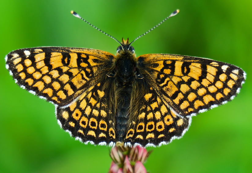 Melitaea5