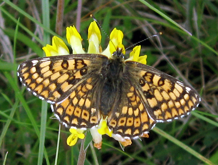 Melitaea4