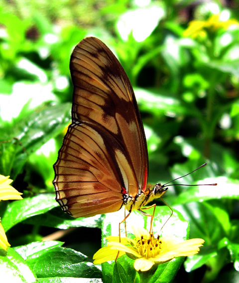 Heliconius1