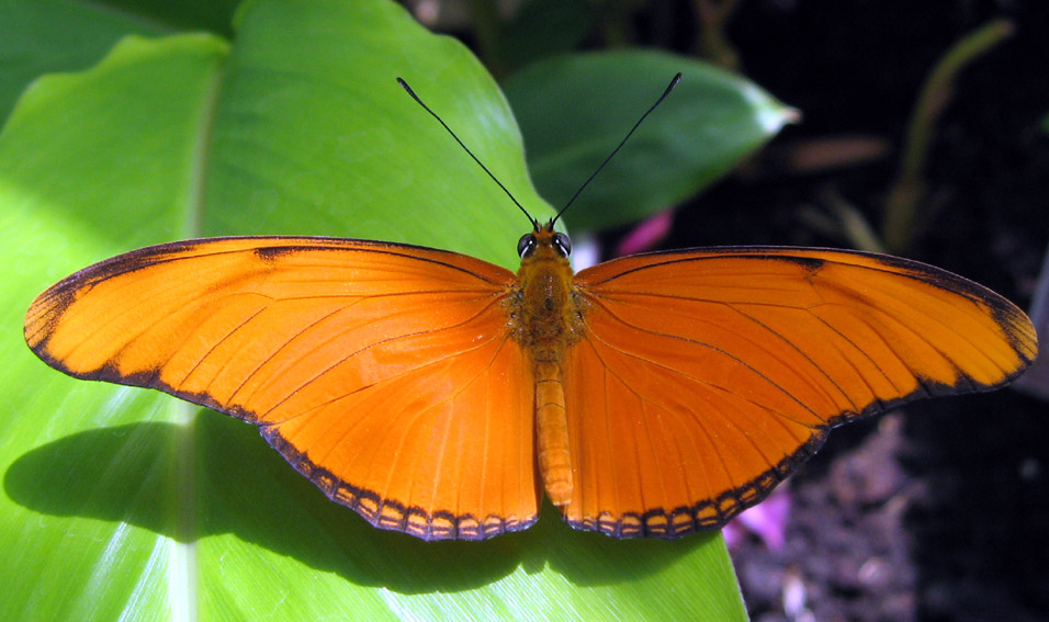 Heliconius2