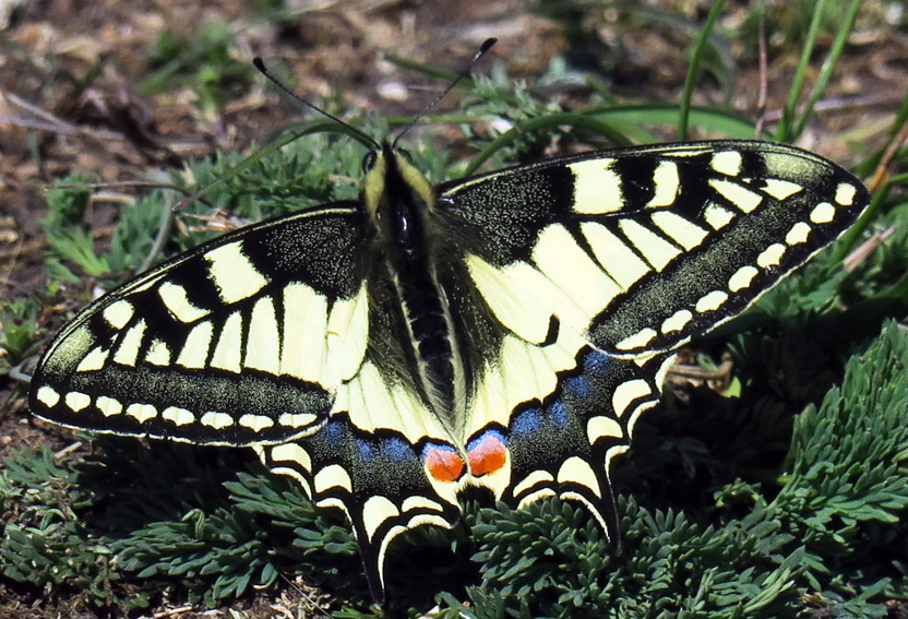 Papilio2