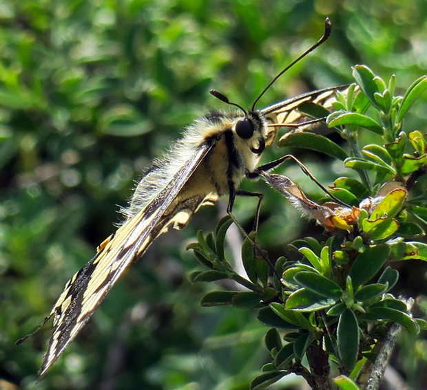 Papilio6