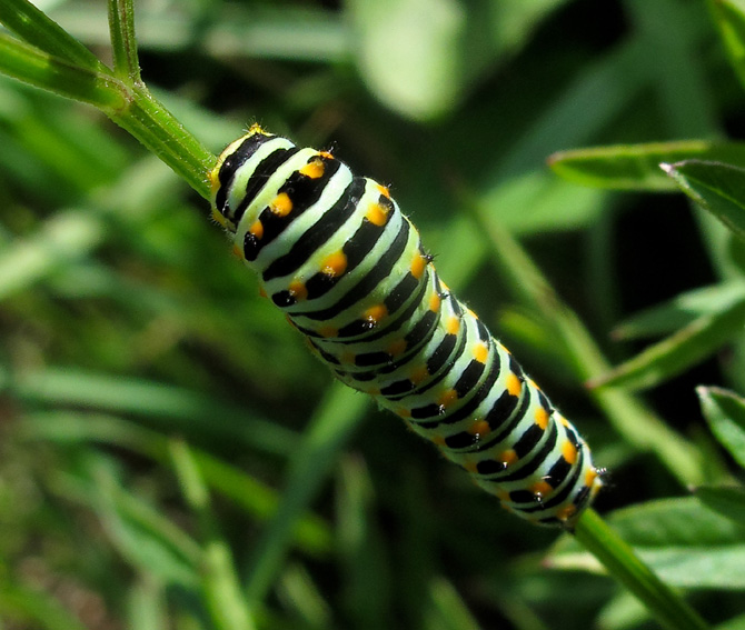 Papilio3