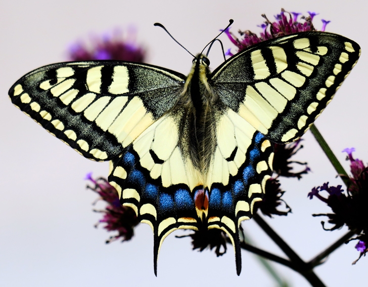 Papilio1