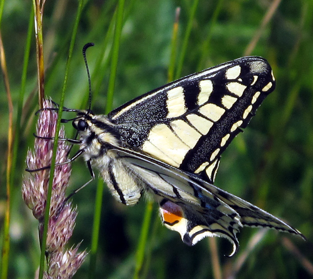Papilio2b