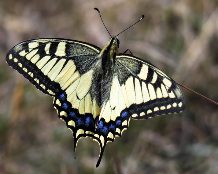 Papilio2c
