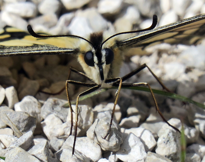 Papilio5