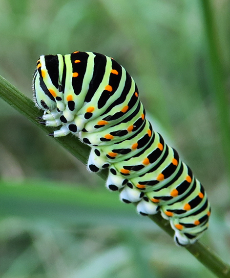 Papilio4