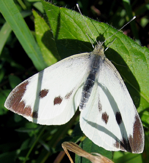 Pieris1