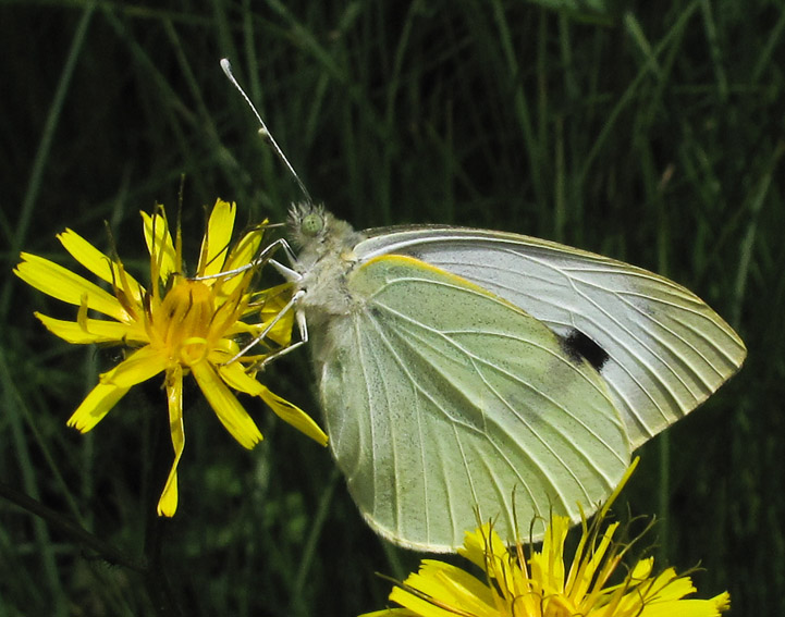 Pieris1b