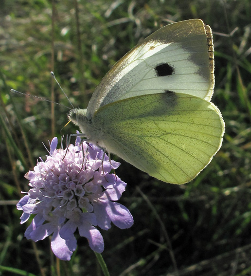 Pieris1a