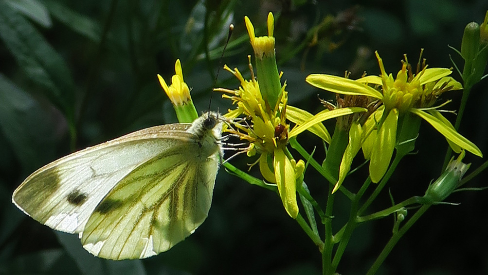 pieris5