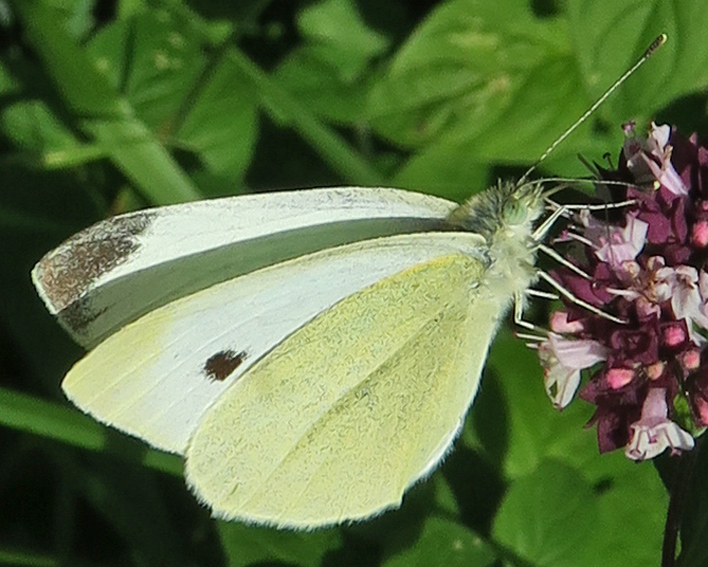 Pieris3