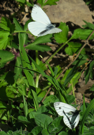 Pieris4