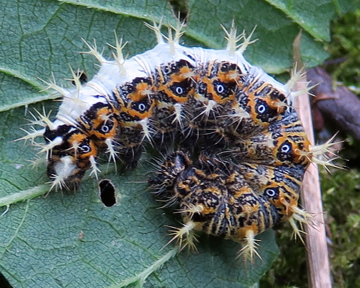 Polygonia4