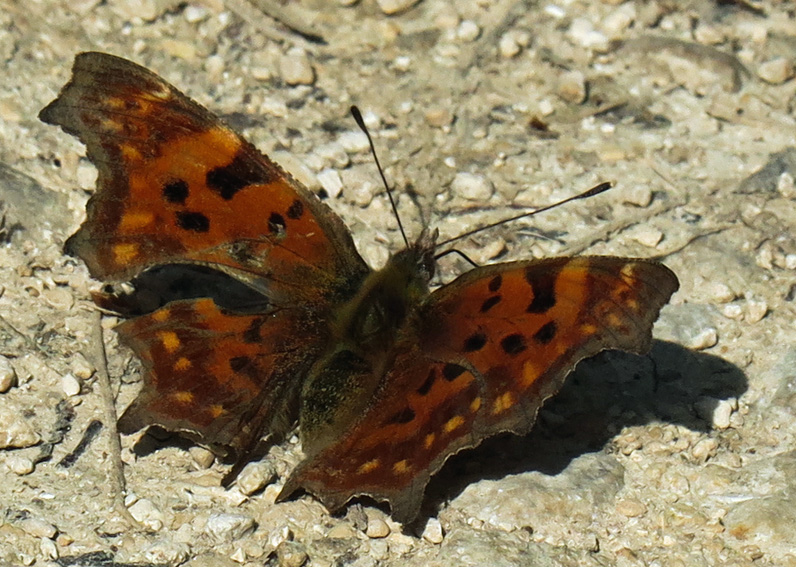 Polygonia1