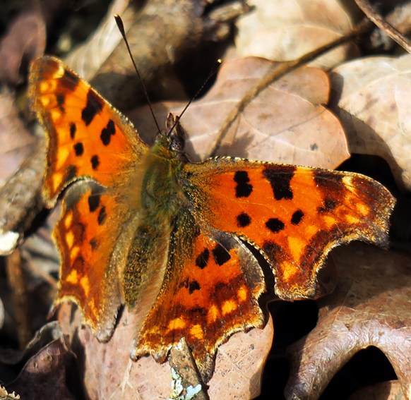 Polygonia5