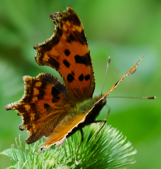 Polygonia3