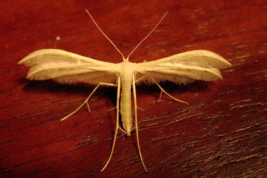 Pterophorus1