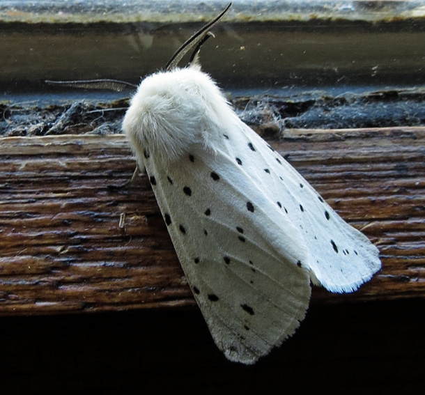 Spilosoma3