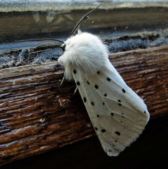 Spilosoma4