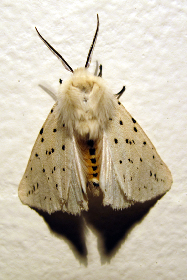 Spilosoma1