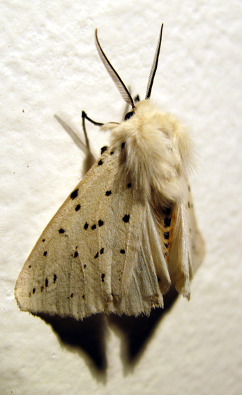 Spilosoma2