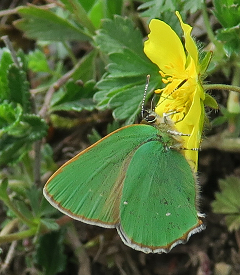 callophrys1