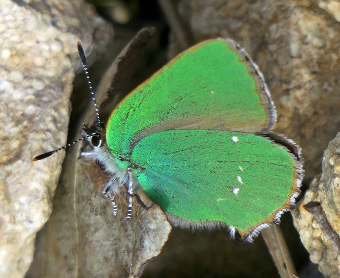 callophrys2