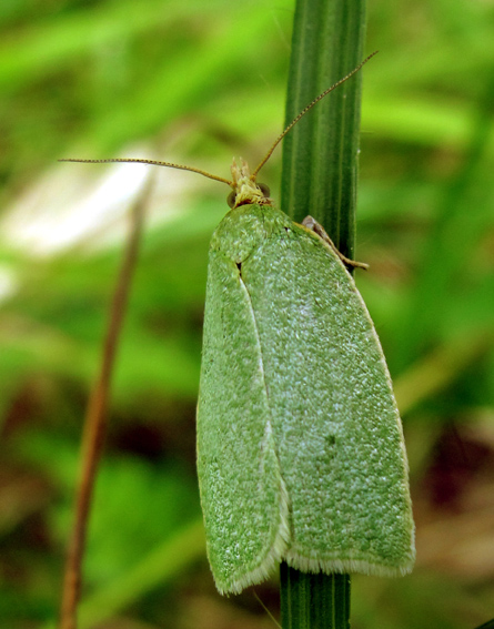 Tortrix1