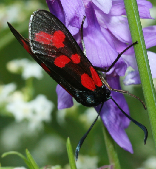 Zygaena2