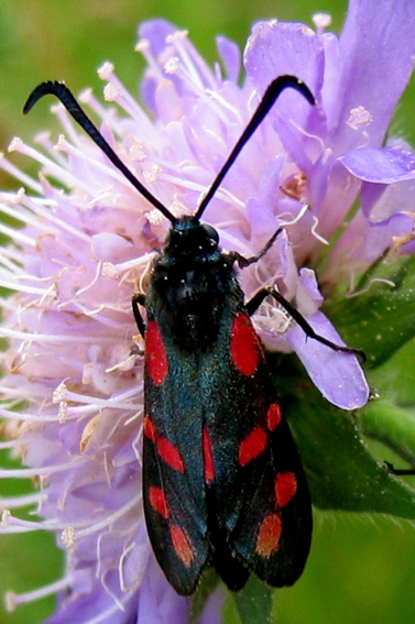 Zygaena1