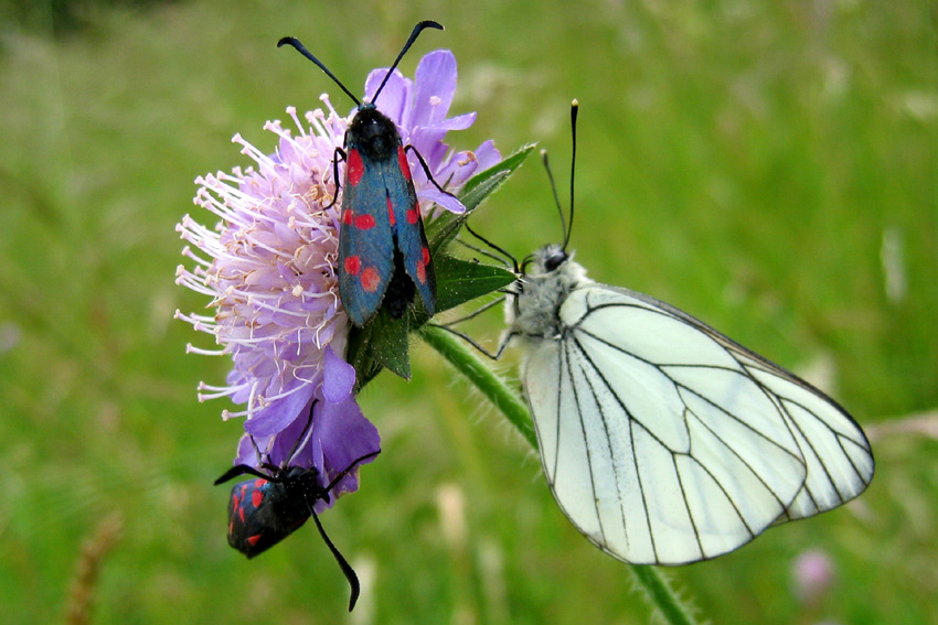 Zygaena5