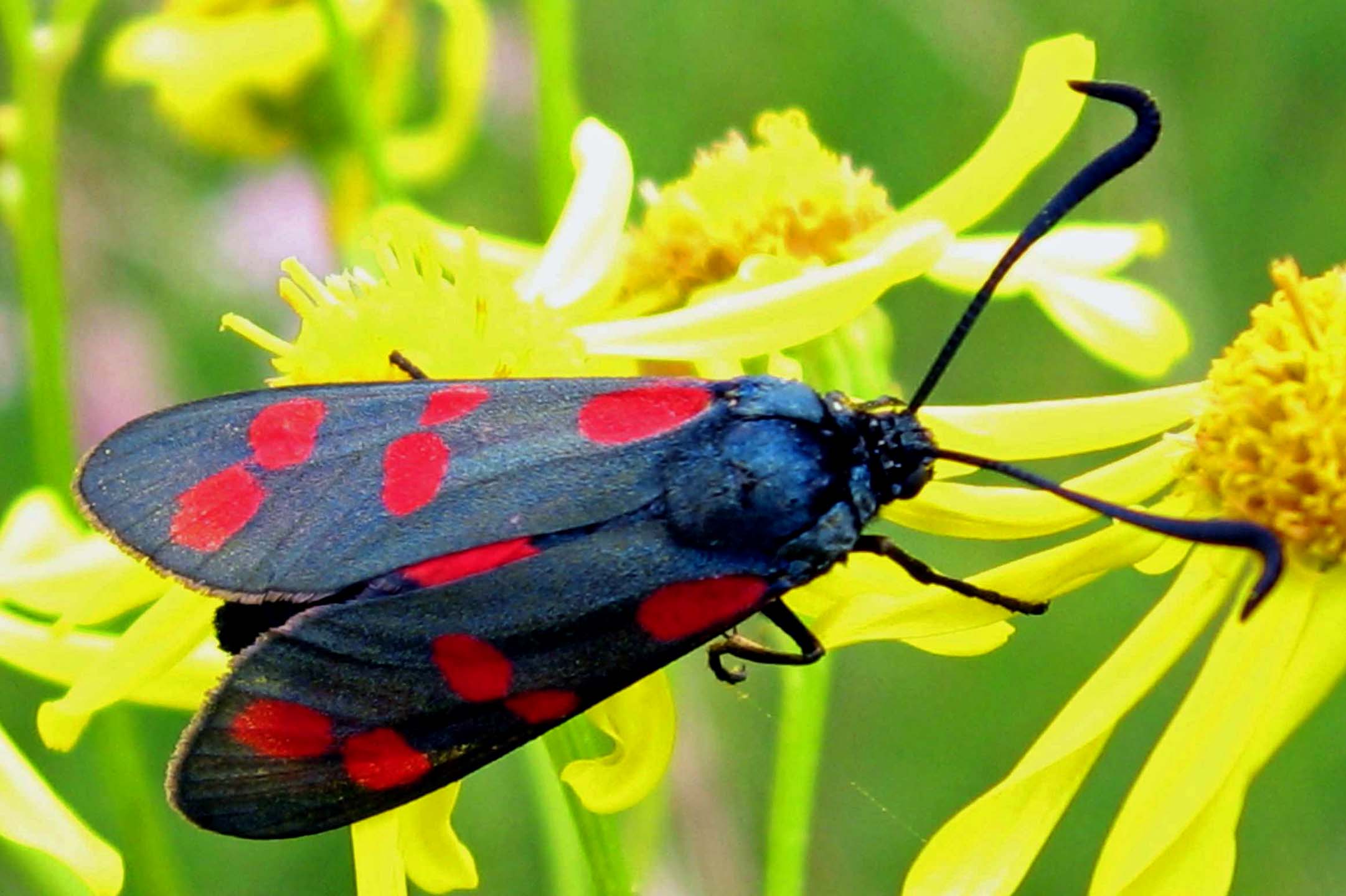 Zygaena10