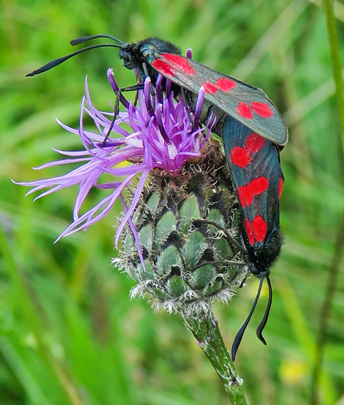 Zygaena11b