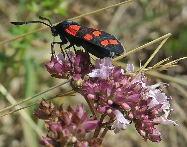 Zygaena11a