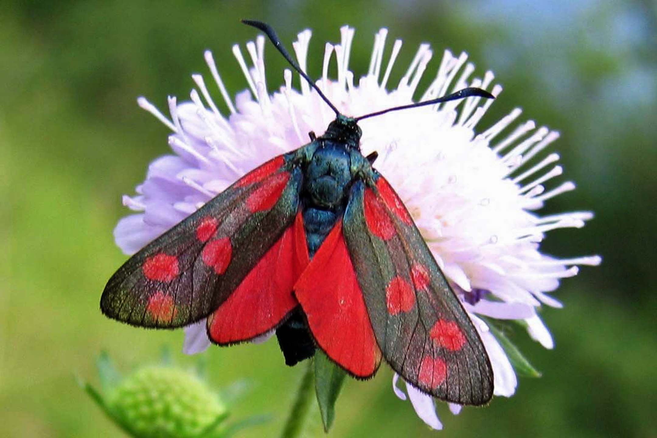 Zygaena11