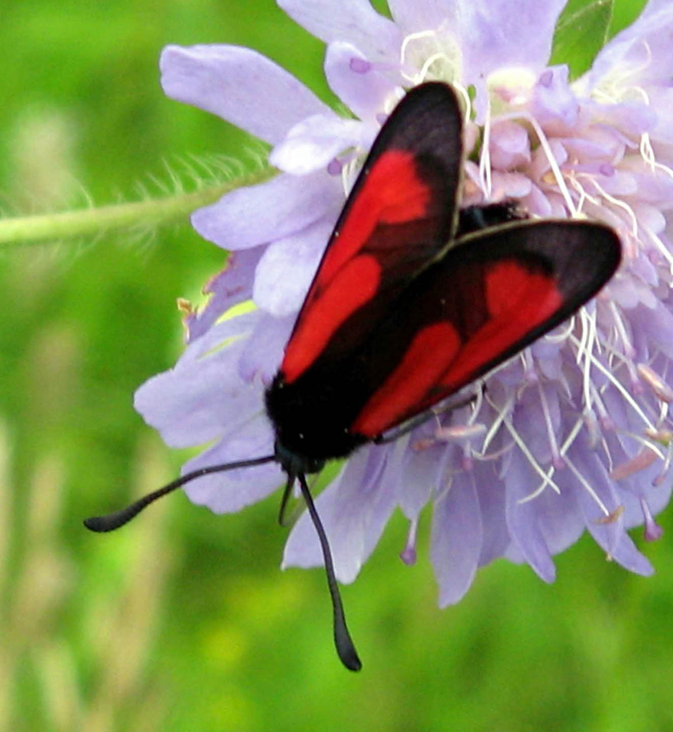 Zygaena12