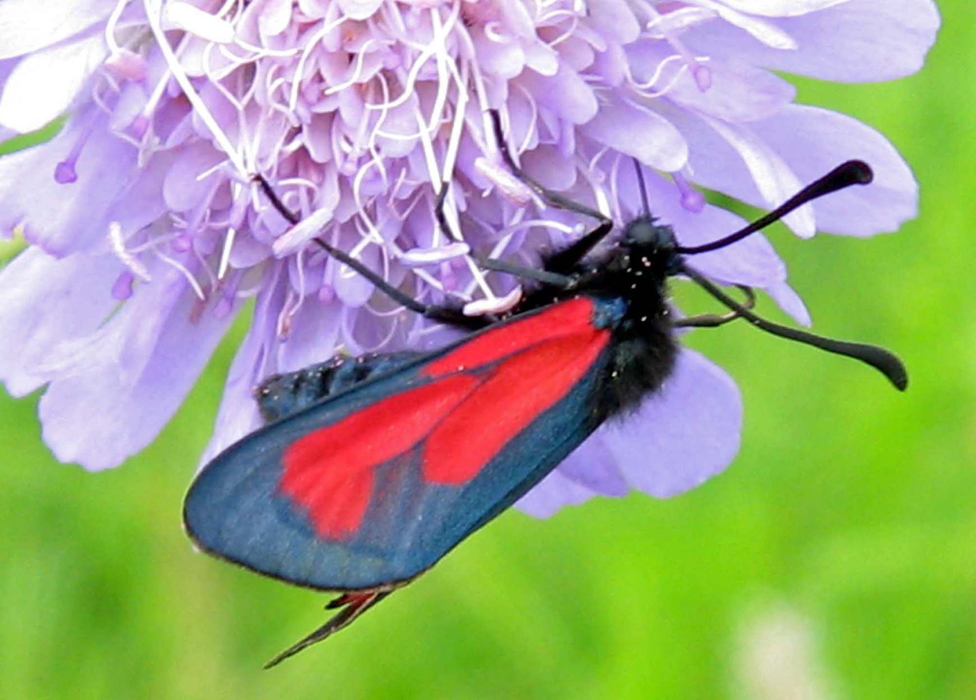 Zygaena13