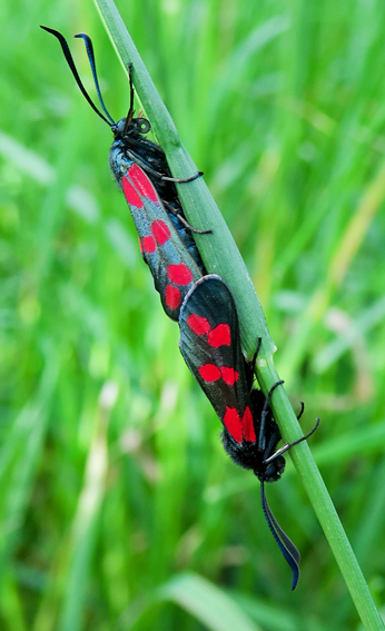 Zygaena4