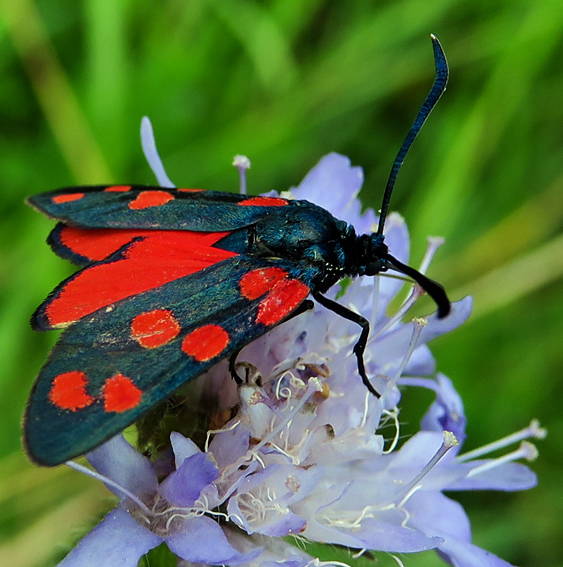 Zygaena10a