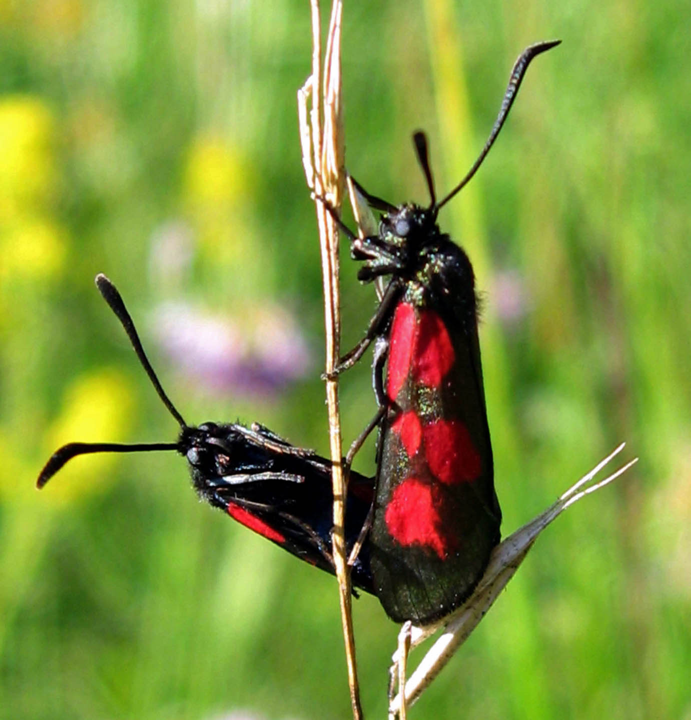 Zygaena14