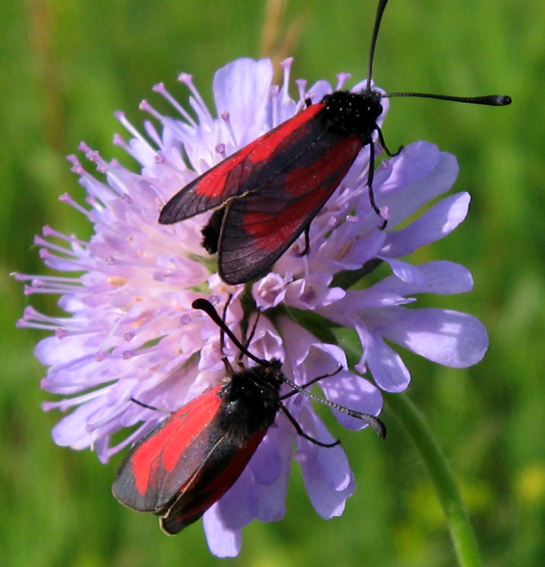 Zygaena15