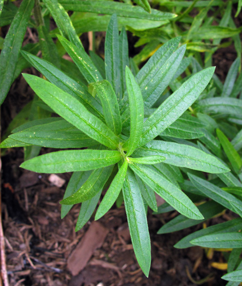 Asclepias1