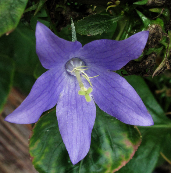 Campanula3