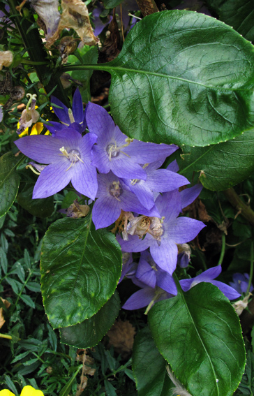 Campanula1