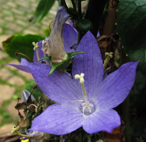 Campanula4