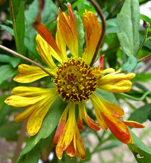 Coreopsis2