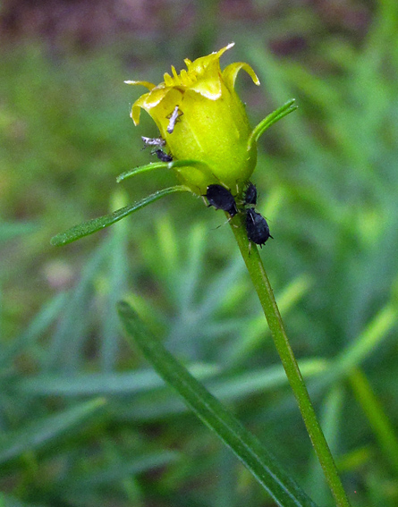 Coreopsis4