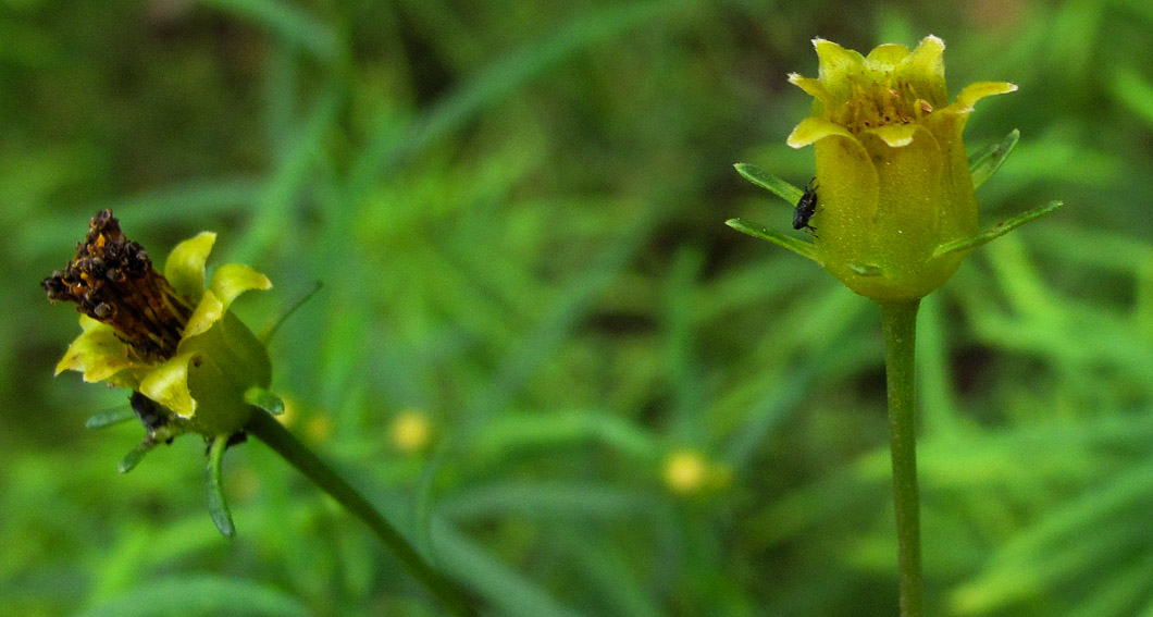 Coreopsis3